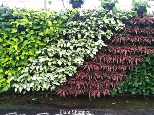 6602a7b6cb8cbb1b47717978_Outdoor_vertical_Garden-p-500