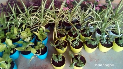 6603fa6353b7c812f32aea38_IMG-20180611-WA0007 (1)-p-500