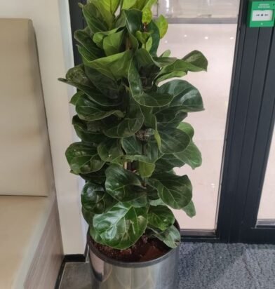 660558e7518763f5b68cc4e3_WhatsApp Image 2024-03-28 at 16.54.59_09655525-p-500