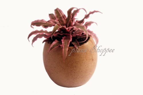 66055e863337c3f1466ce694_WhatsApp Image 2024-03-28 at 17.20.30_632f4e65-p-500