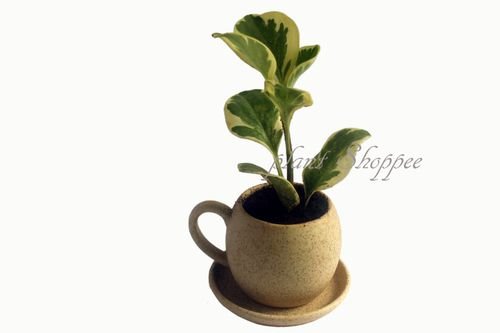 66055e869e62b29ba3b0eb38_WhatsApp Image 2024-03-28 at 17.20.30_b7da9cc2-p-500