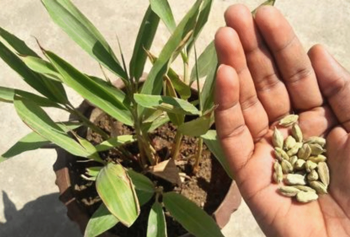 Untitled design (21)