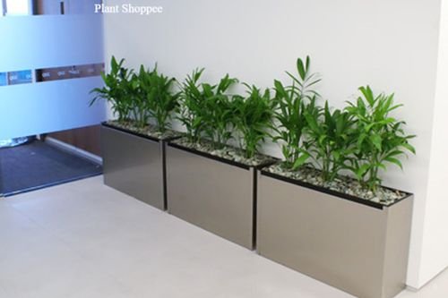 6604e917861bdab9fbd5f4b4_Indoor plants work (1)-p-500