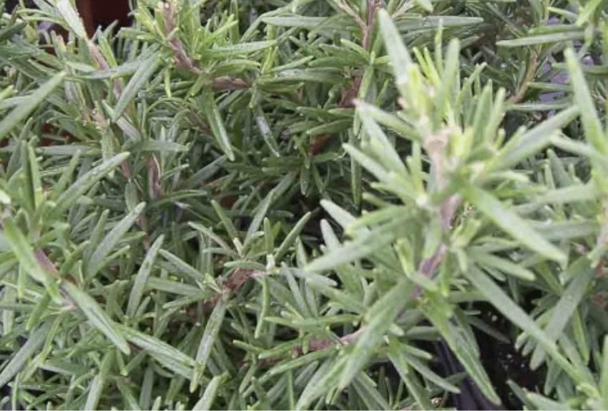 Untitled design (15)