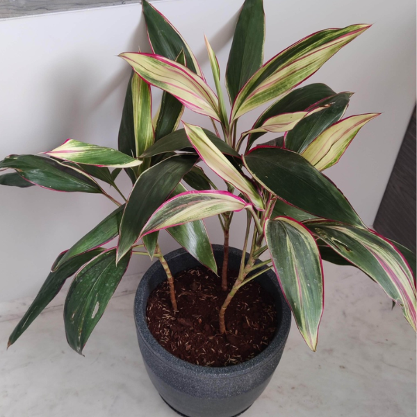 Untitled design (43)